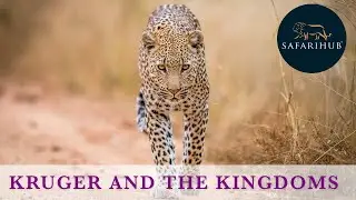 Kruger and The Kingdoms | South Africa Safari Packages | Corona Safe Safaris | Safarihub