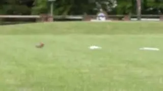 Yorkie Lure Coursing Ability Test - Josie Silktree Runs!
