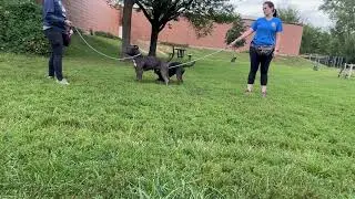 Etsy & Benny leash test