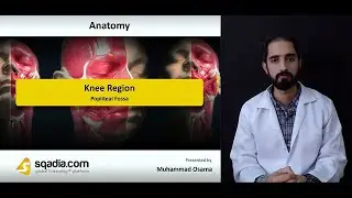 Knee Region Anatomy | Popliteal Fossa