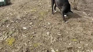 Pitbull vs. snake