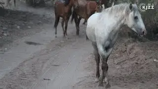 Wild Horses Along The Salt River In Arizona