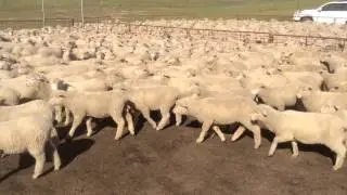 900 1ST X WHITE SUFFOLK/MERINO LAMBS A/C PINEHILL