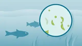 Elevated Phosphorus Video