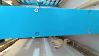 Peacock & Turkey Birds Eggs Hatch. MashAllah