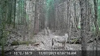 Rosslyn Ontario Timber wolves