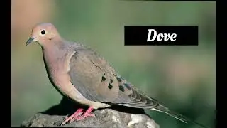 Common Birds Name with Picture