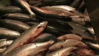 Le saumon de France : un marché de niche