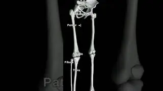 Human skeleton#legs