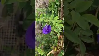 SANGU POO #flowers