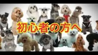【犬の種類紹介チャンネル】