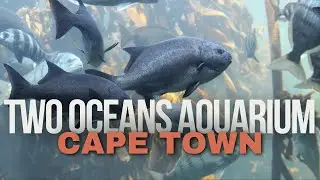 Exploring the Two Oceans Aquarium 🐠 | Cape Town&rsquo;s Underwater World
