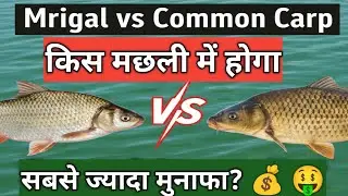 Mrigal ya Common Carp? 🤔 | 1 Saal Ka Profit | Machhli Palan Business