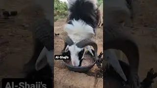 The Brand Al-Shaji