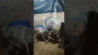 #music #farming #dairyherd #dairy #trending #animallovers