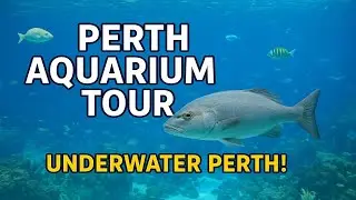 AQWA Perth Aquarium Walkthrough | Incredible Marine Life #australia #perth #aquarium #marinelife