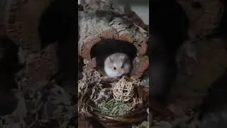 Hamster eating a Whimzees chew