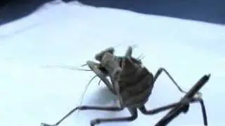 mantis attack,sphodromantis viridis