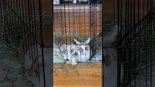 bonding bunnies - top 10 most stressful things I&rsquo;ve ever done