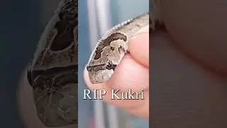 I Found a Corpse of Kukri Snake