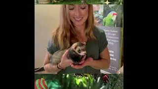 Zovargo Holiday Animal Encounters
