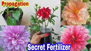 Dahlia Plant Care Tips, Propagation And Best Fertilizer//डेहलिया की पूरी जानकारी &hearts;️🤍💚