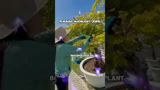 trimming moonlight jewel #plantslover