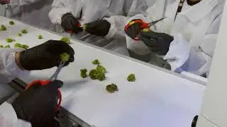 Mobius M108 Commercial Cannabis Trimmer  - Aurora Cannabis Quebec facility