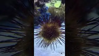 Spiky Sea Stars #shorts