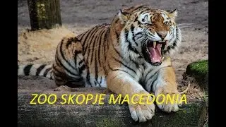 ZOO SKOPJE MACEDONIA   BEST ZOO IN EUROPE   SKOPJE ZOO