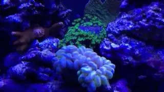 29 Gallon Reef Update | Week 18