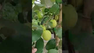 Apple Ber🍏#shorts
