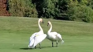 One swan couple loves each other......