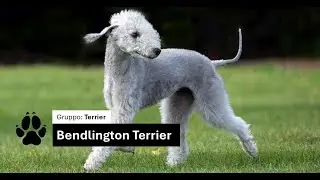 Bedlington terrier