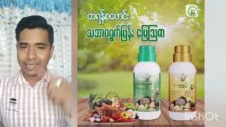 Transform သုံးရင် ရှောင်ရန် /ဆောင်ရန် ၊စပါးခင်းဖျန်းနည်း..koayewinhlaing