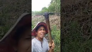 #shortsvideo vou destocar que dureza #produtividadenocampo #vidanaro&ccedil;a