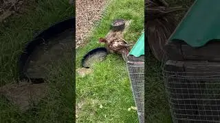 Broody Muscovy Ducks | Springtime Ducklings