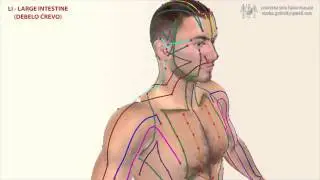 LI - Large Intestine Meridian