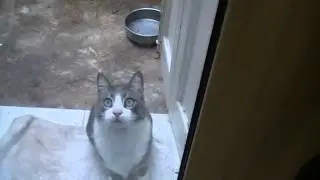 Pollycat playing