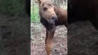 Heartbreaking, Moose calf crying for mom #shorts #moose #died #calf