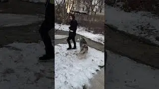 Huskies are difficult to train? #husky #dog #dogtraining #winter