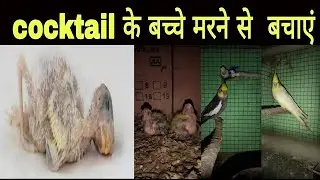 cocktail bird के बच्चों को मरने से कैसे बचाएं#cocktail baby health