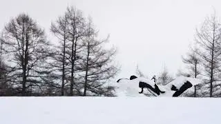 [4K ]Courtship dance red-crowned crane　丹頂鶴の恋ダンス