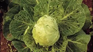 Stropire aplicata la cultura de varza pentru a combate buha verzei și fluturele alb 🥬🥬🥬