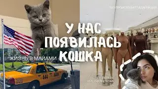 VLOG: У нас появилась кошка // Как проходит мой день в Америке?  #vlogmiami 