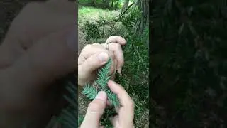Hemlock & HWA ID