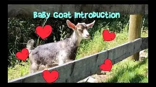Baby Goat Meets the Redwood Forest Family