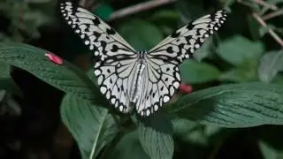 Invertebrate Biology Series: Plant-Insect Interactions, Part III