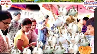 RABBIT HAMSTER RECENT PRICE AT GALIFF ! CHEAPEST RABBIT HAMSTER MARKET! RABBIT BABY PRICE