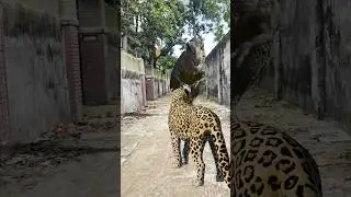 t rex chase dinosaur jurassic world #shorts #dinosaur #viral #video #leopard